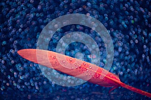 Water drops on pink feather on blue background