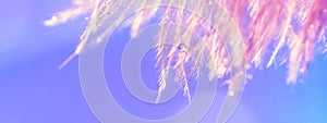 Water drops on a pink feather, blue background. Beautiful abstract macro. Festive banner. Selective focus