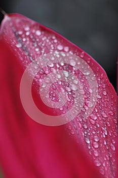 Water drops on pink petal