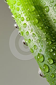 Water drops on plant