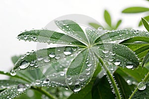 Water Drops on a Plant