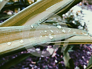 Water drops photo