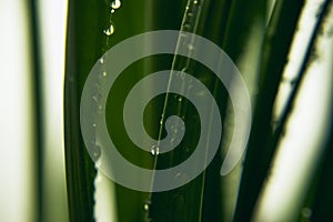 Water drops on plant. Beautiful texture grass and water drops at spring morning