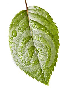 Water drops on plant leaf