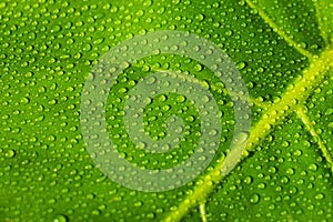 Water drops on plant leaf closeup - dew droplets on monstera l