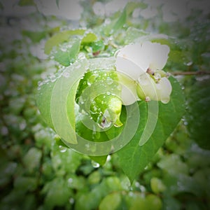 Water drops on plants of green Alaska