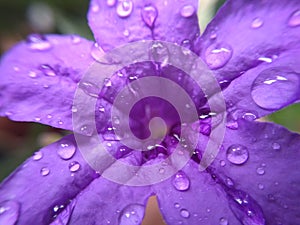 Water drops on the Purple flower photo