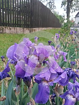 Water drops on purple petals. iris flower on rainy day