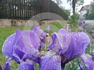 Water drops on purple petals. iris flower on rainy day