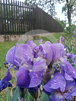 Water drops on purple petals. iris flower on rainy day