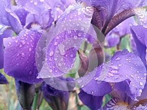 Water drops on purple petals. iris flower on rainy day