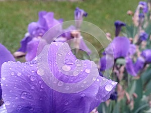 Water drops on purple petals. iris flower on rainy day