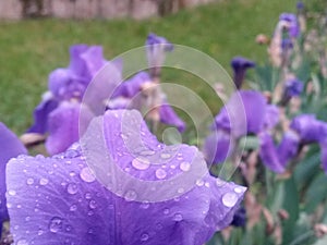 Water drops on purple petals. iris flower on rainy day