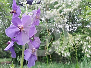 Water drops on purple petals. iris flower on rainy day