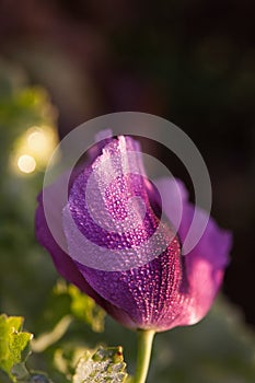 Water drops on purple poppy flower with copy space.