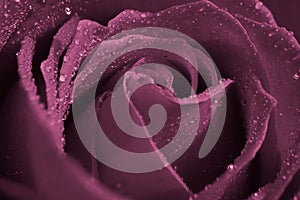 Water Drops On Purple Rose