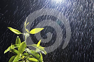 Water drops or rain on Fresh Green Leaves, rainy season