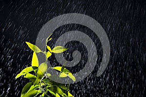 Water drops or rain on Fresh Green Leaves, rainy season