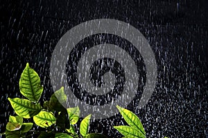 Water drops or rain on Fresh Green Leaves, rainy season