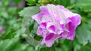 Water drops after rain on violaceous flowers