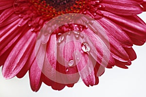 Water drops on the red gerbera flower