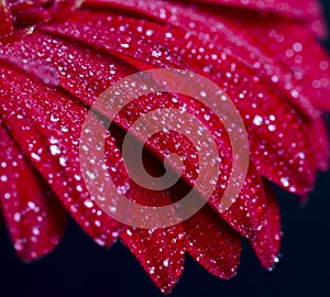 Water drops on red gerbera flower petals