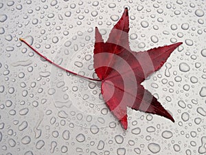 Water drops and a red leaf