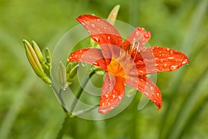 Water drops on red lily