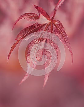 Water drops on red maple leaf