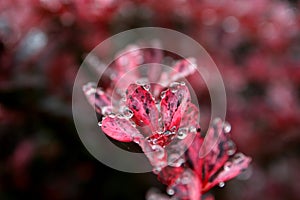 Water drops on red petals