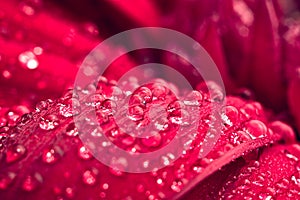 Water drops on red petals of a gerbera flower