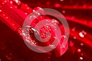 Water drops on red petals of a gerbera flower