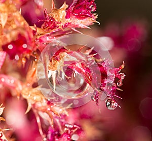 Water drops on a red plant. super macro