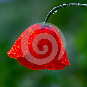 Water drops on a red poppy