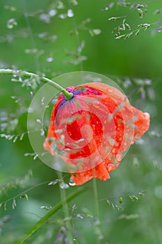 Water drops on a red poppy