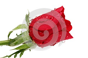 Water drops on red rose isolated on white