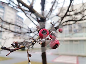 Water drops on redberries