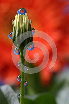 Water Drops with Reflection on a Flower Bud, macro
