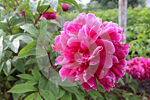 Water drops remained on peony petals after summer rain