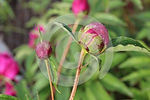 Water drops remained on peony petals after summer rain