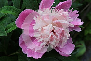 Water drops remained on pink peonies after a summer rain