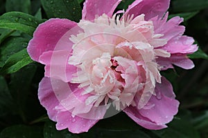 Water drops remained on pink peonies after a summer rain