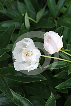 Water drops remained on white peonies after a summer rain