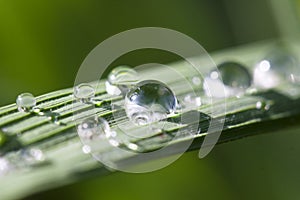 Water drops on the rice leaf