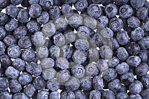 Water drops on ripe sweet billberry. Fresh blueberries background