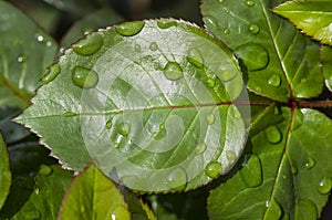 Water drops on rose leaf