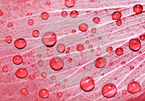 Water drops on rose petal