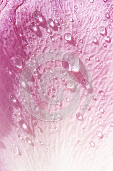 Water drops on a rose petal close-up. Floral background with place for text.
