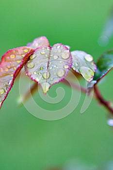 Water drops on rose`s leaf after rain, closeup, vertical