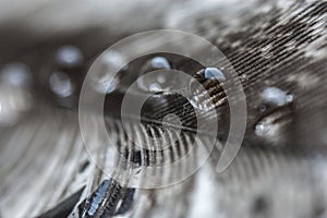 Water drops in a row on the gray pheasant feather closeup macro